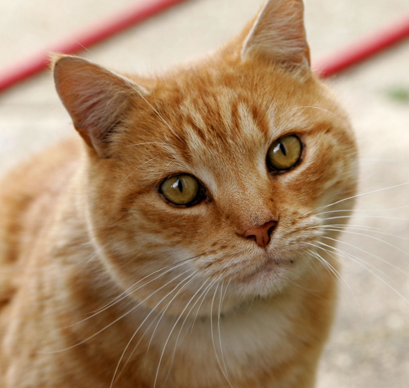 Heureuses retrouvailles